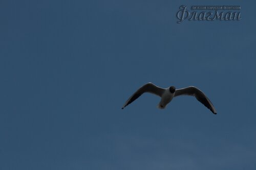 Canon EOS 7D_20190711_170952_r